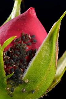 Large Rose Aphids (Macrosiphum rosae)