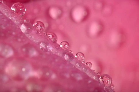Dewdrops on a Rose (Rosa) petal