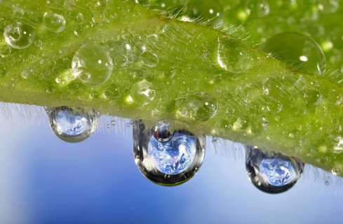 Planet Earth reflected in dewdrops