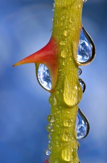 Planet Earth reflected in dewdrops on a rose stem with thorn