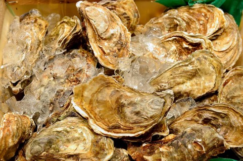 Fresh oysters