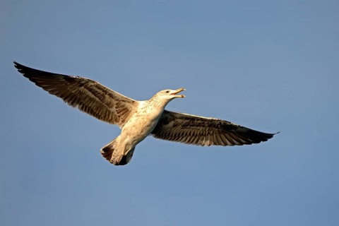 Kelp Gull (Larus dominicanus) in sub-adult plumage