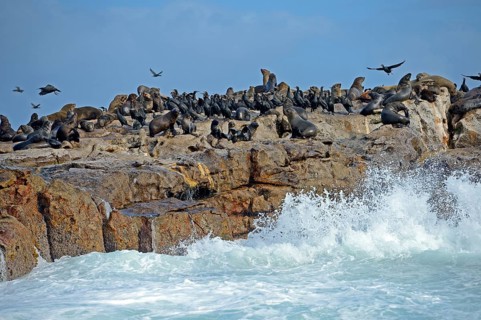 Brown fur seals (Arctocephalus pusillus) and Cape Cormorants (Phalacrocorax capensis)