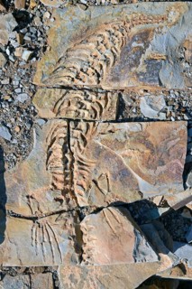 Mesosaurus tenuidens fossil