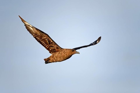 Great Skua (Stercorarius skua)
