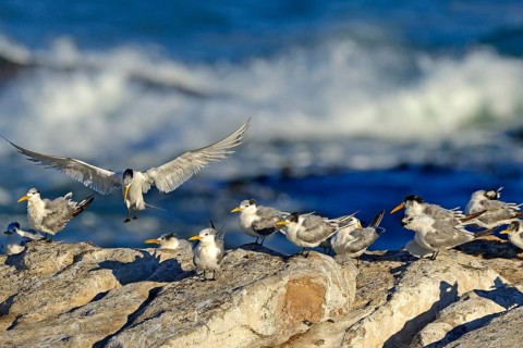 Greater Crested Terns or Swift Terns (Thalasseus bergii)