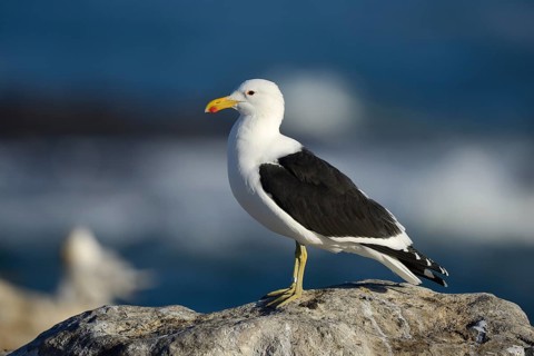 Cape Gull (Larus dominicanus vetula)