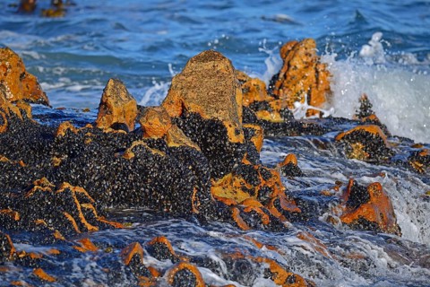 Mussel bed on rocks