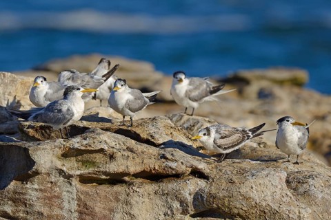 Greater Crested Terns or Swift Terns (Thalasseus bergii)