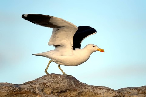 Kelp Gull (Larus dominicanus vetula)