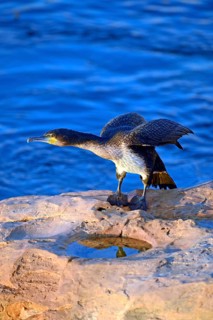 White-breasted Cormorant (Phalacrocorax lucidus)