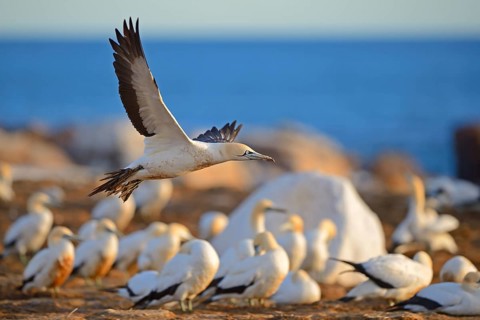 Cape Gannets (Morus capensis)