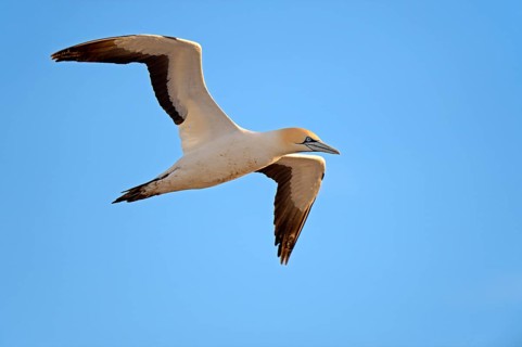 Cape Gannet (Morus capensis)
