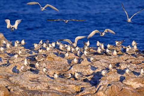 Greater Crested Terns