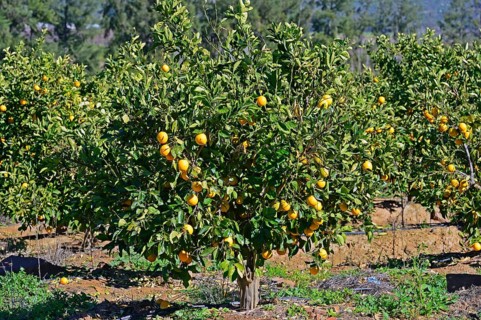 Oranges on trees in a plantation