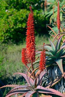 Aloe (Aloe sp.)