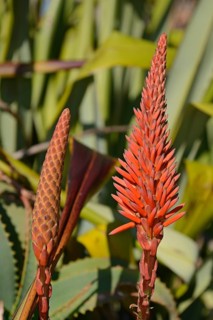 Aloe (Aloe sp.)