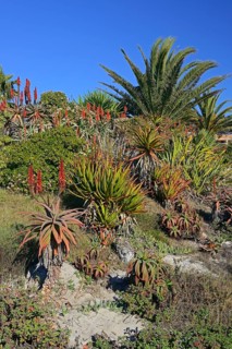 Various types of Aloe (Aloe sp.)