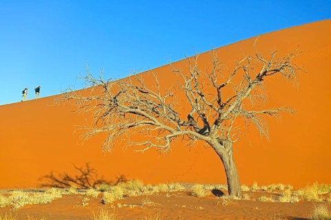 Tourists climbing Dune 45 in the evening light