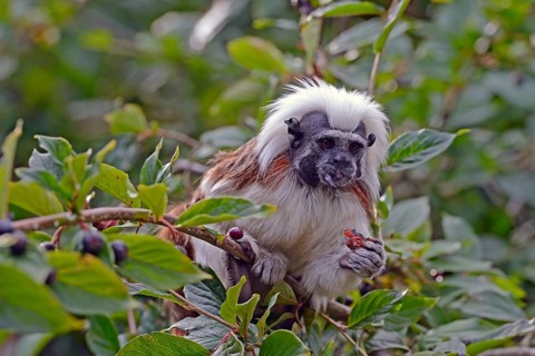 Cotton-headed Tamarin or Cotton-top Tamarin (Saguinus oedipus)