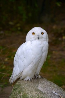 Snowy Owl (Nyctea scandiaca)