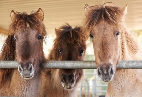 Young Icelandic horses