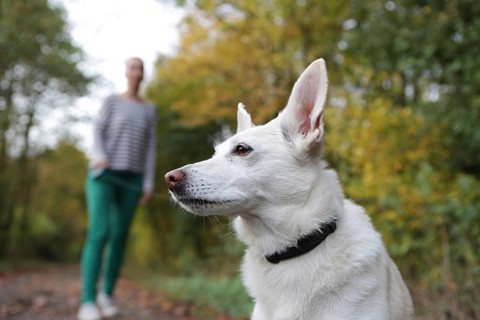 Woman outdoors with a dog on a leash