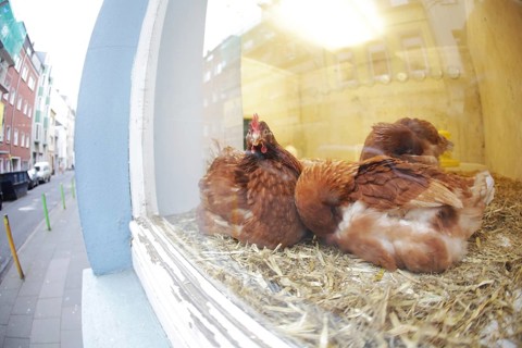 Chickens in a shop display window