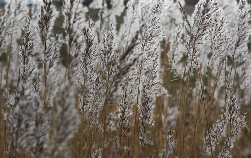 Common Reed (Phragmites australis)