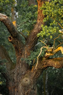 Old English Oak (Quercus robur)