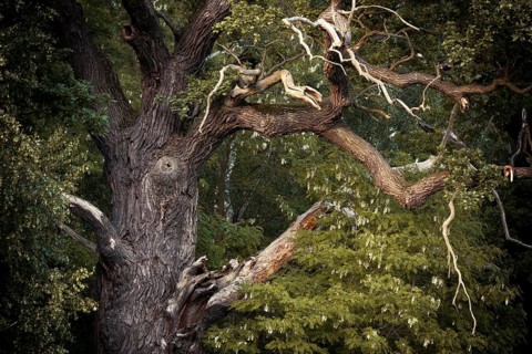 Dead branches of a Pedunculate Oak (Quercus robur)