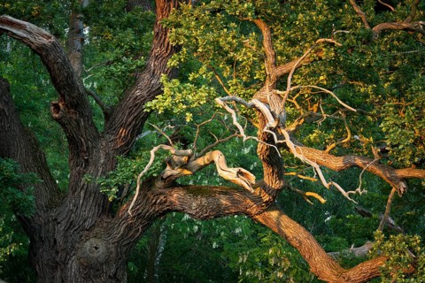 Old English Oak (Quercus robur)