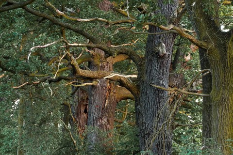 Old English Oaks (Quercus robur)