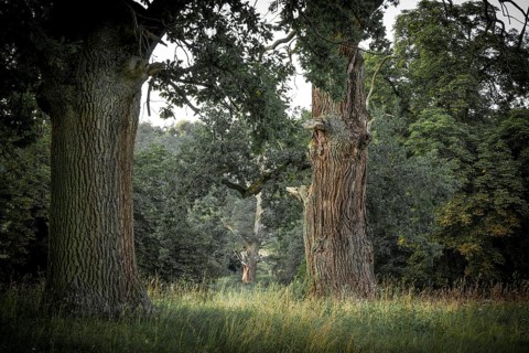 Old Pedunculate Oak (Quercus robur)