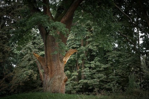 Ancient oak at the ruins of Boitzenburg Abbey