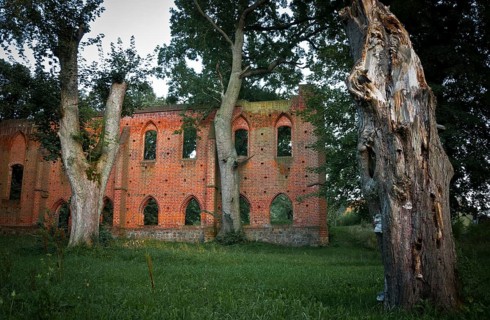 Ancient oaks at the ruins of Boitzenburg Abbey