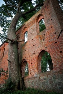 Ancient oak at the ruins of Boitzenburg Abbey