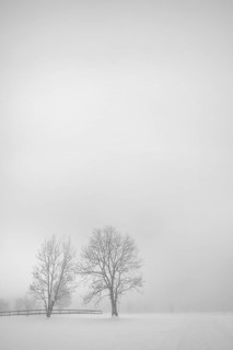 Trees and fog in snow landscape
