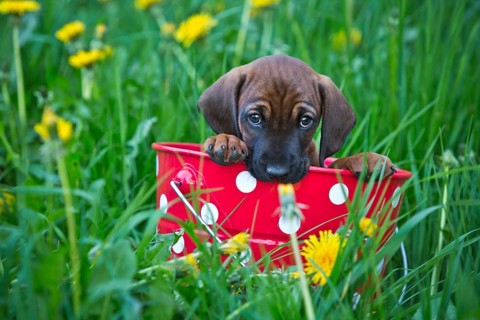 Bavarian Mountain Hound