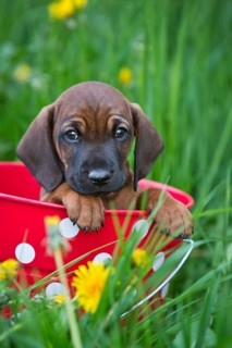 Bavarian Mountain Hound