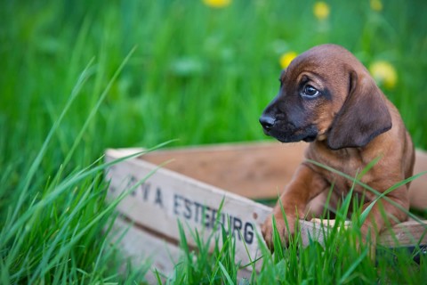 Bavarian Mountain Hound