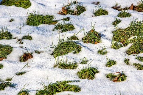 Thaw