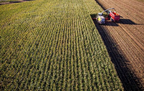 Corn harvest