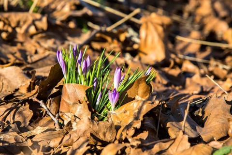 Crocuses (Crocus sp.) growing through old autumn leaves