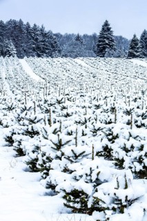 Nursery for Christmas trees in winter