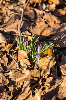 Crocuses (Crocus sp.) growing through old autumn leaves