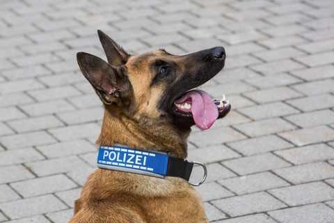 Belgian Shepherd dog