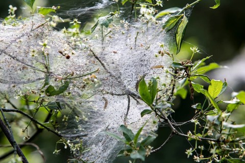 Web of the Oak Processionary (Thaumetopoea processionea)