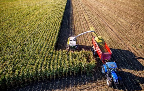 Corn harvest