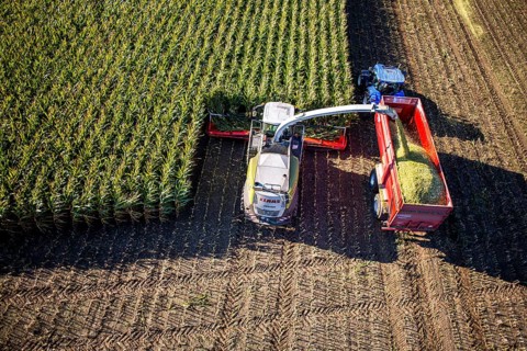 Corn harvest